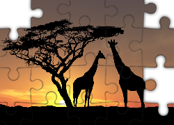 Żyrafy, Zachód słońca, Drzewo