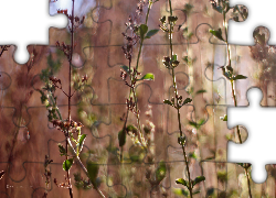 Rośliny, Łąka, Wieczór