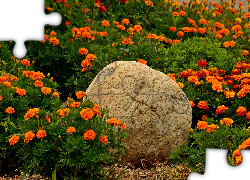 Ogród, Kamień, Aksamitki