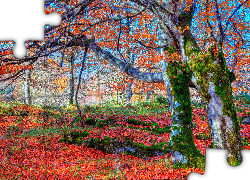 Jesień, Park, Drzewa, Liście