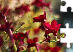 Czerwone, Kwiaty, Tytoniu