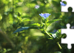 Roślina, Niebieski, Kwiat