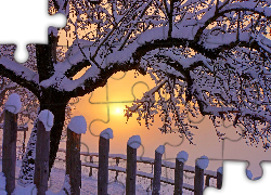 Śnieg, Drzewo, Zima, Wschód słońca
