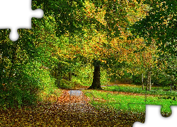 Jesień, Park, Droga, Drzewa