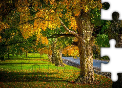 Droga, Park, Jesień