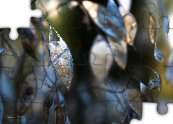 Suche, Rośliny, Jesienne