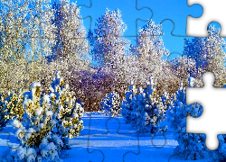 Drzewa, Krzewy, Śnieg, Zima