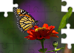 Motyl, Monarcha, Kwiatek, Cynia