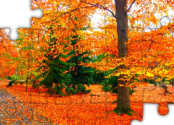 Jesień, Park, Alejka