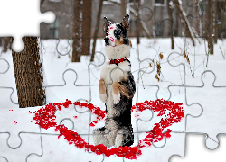 Serce, Miłość, Walentynki, Pies, Owczarek australijski-australian shepherd