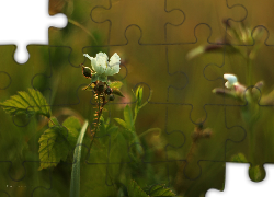 Kwiat, Biały, Jeżyny