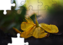 Żółty, Kwiat, Opadły