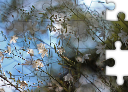 Białe, Kwiaty, Gałązki