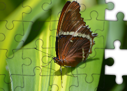 Motyl, Owad, Liść