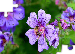 Fioletowe, Kwiatki, Pszczoła, Bodziszek