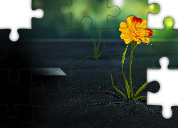 Żółty, Kwiatek, Listki, Asfalt