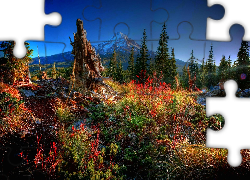 Góry, Las, Pień, Trawy, Jesień