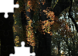 Liście, Drzewa, Światło