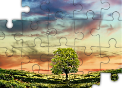 Drzewo, Zachód Słońca, Pagórki, Trawa