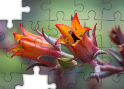 Pomarańczowe, Kwiaty