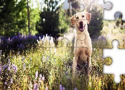 Uśmiech, Pies, Golden retriever, Łąka