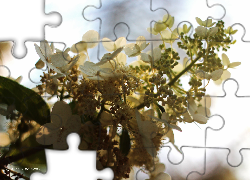 Białe, Kwiaty, Gałązka