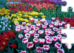 Kolorowe, Tulipany