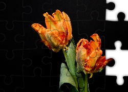 Tulipany