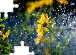 Żółty, Kwiat, Deszcz