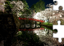 Park, Rzeka, Most, Kwitnące, Drzewa, Wiosna, Japonia