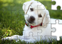 Biały, Szczeniak, Labrador retriever, Obroża, Trawa