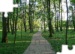 Park, Ścieżka, Drzewa