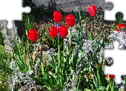 Kwiaty, Tulipany, Ogródek