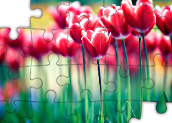 Czerwone, Tulipany, Rozmycie
