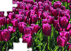 Różowe, Tulipany
