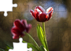 Tulipany