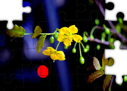 Żółte, Kwiaty, Gałązka