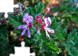 Różowe, Kwiaty, Liście