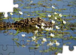 Krokodyl, Woda, Kwiaty