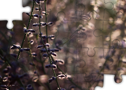 Rośliny, Łąka, Wieczór