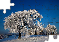 Zima, Śnieg, Drzewa