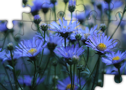 Niebieskie, Astry, Kwiaty