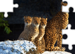 Gepard, Samica, Młode