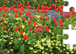 Wiosenne kwiaty, Tulipany