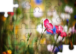 Polne, Kwiaty, Bokeh