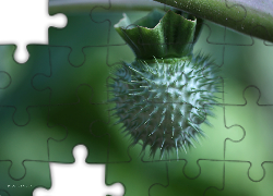 Zielona, Roślina, Kolce