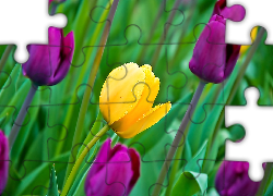 Kwiaty, Tulipany