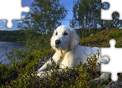 Pies, Golden retriever, Jezioro