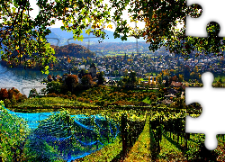 Winnica, Panorama, Miasto,  Spiez, Szwajcaria