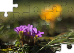 Małe, Fioletowe, Kwiaty, Wiosenne